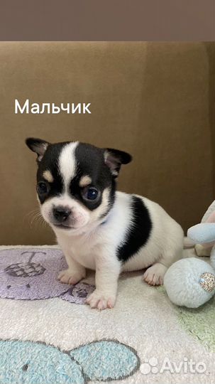 Щенки чихуахуа