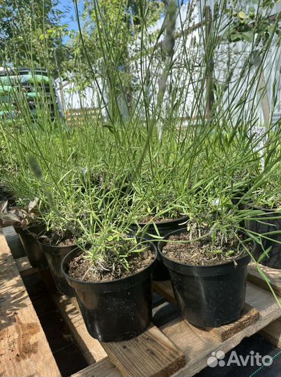 Лаванда гибридная Phenomenal,Хидкот