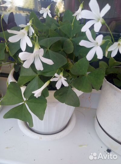 Комнатные цветы мадам ботерфляй