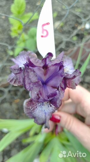 Ирисы карликовые
