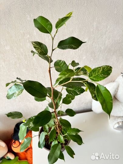 Эльдорадо фикус