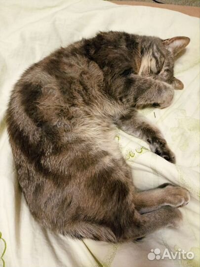 Отдаем в добрые руки кота