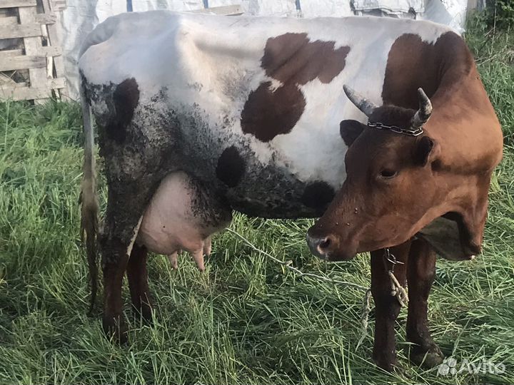 Продажа коров