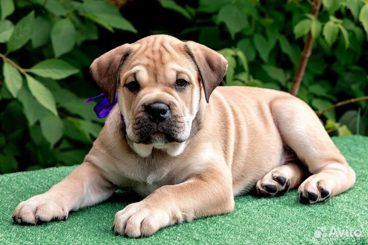 Щенки кадебо