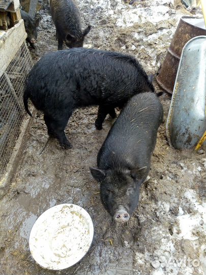 Вьетнамские свинки