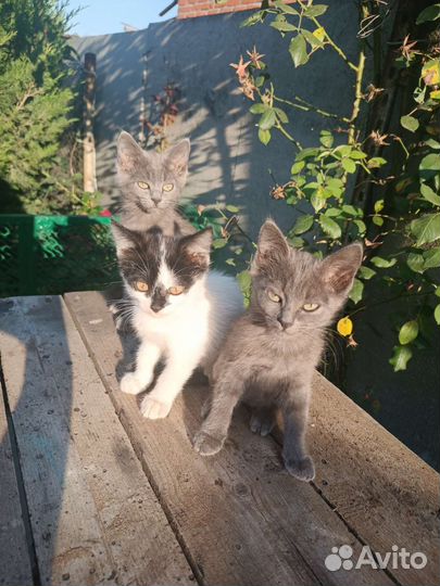 Отдам котят в добрые руки