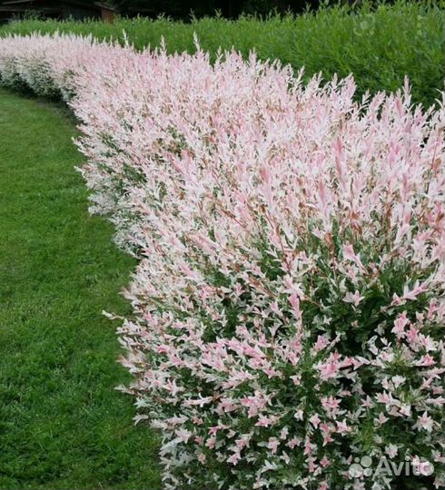 Ива хакуро и фламинго молодые и взрослые саженцы