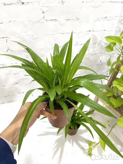 Хлорофитум Лемон 30 см