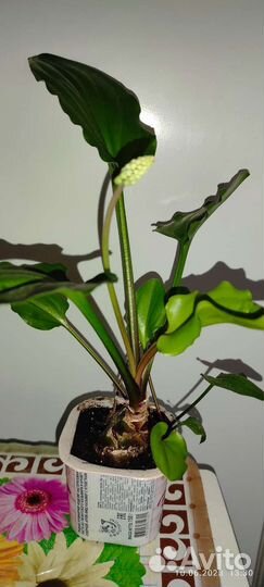 Дримиопсис