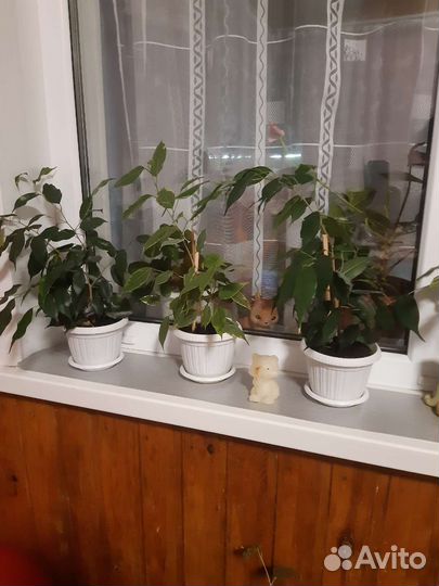 Фикус бенджамина