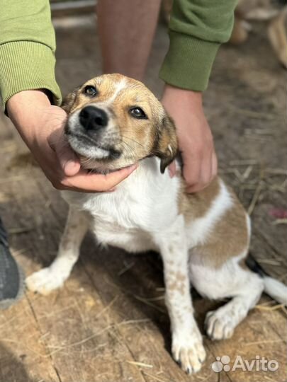 Щенки девочки