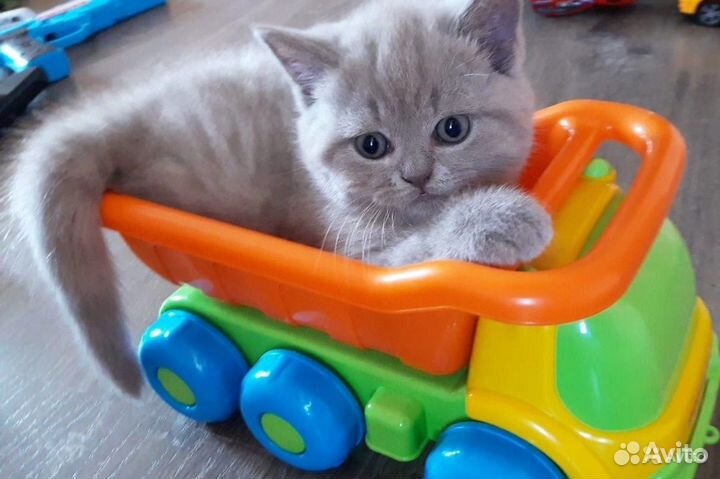 Британские котята