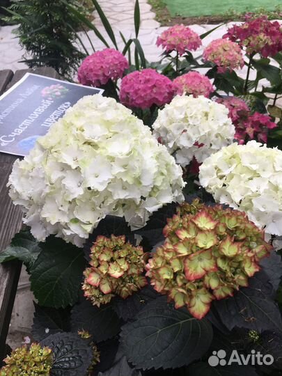 Гортензия крупнолистная саженцы