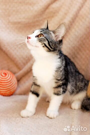 Котёнок Белль в добрые руки