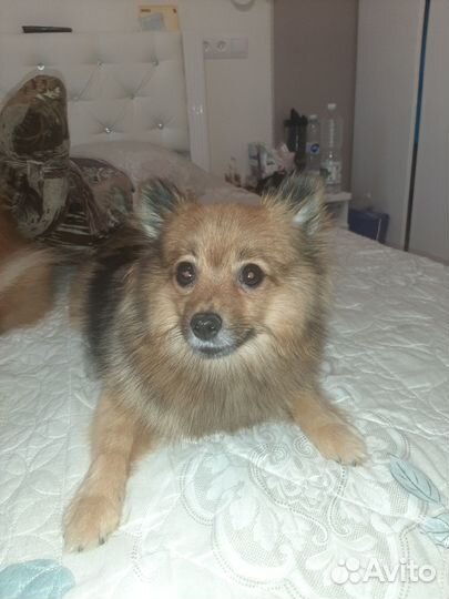 Щенки шпица