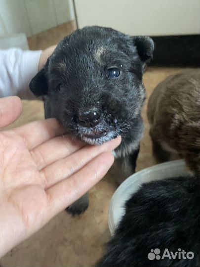 Щеночки в добрые руки