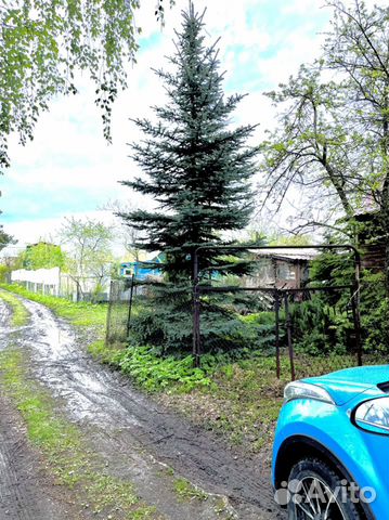 Голубая ель крупномер купить в Нижнем Новгороде | Товары для дома и ...