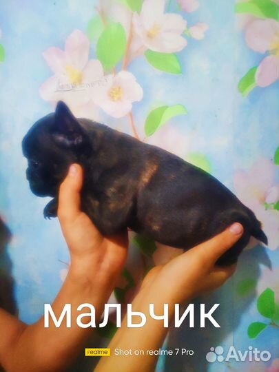 Французики бутузики