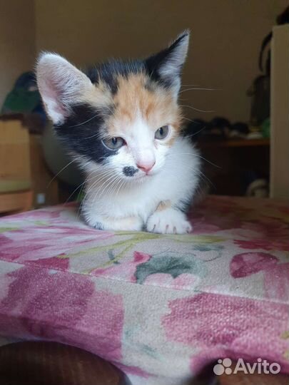 Отдам котят бесплатно
