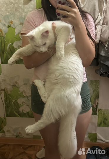 Кот мейн-кун вязка