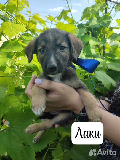 Щенки Кутята в добрые руки