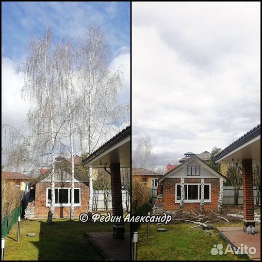 Удаление, спил, вырубка деревьев на участке