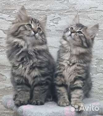 Курильский бобтейл