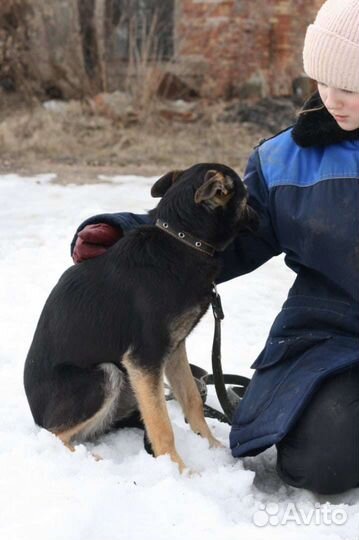 Собака маленькой породы