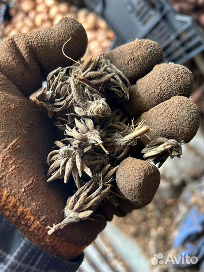 Луковицы ранункулюса оптом. Голландия