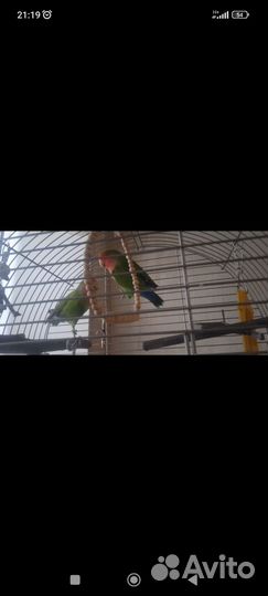 Попугаи неразлучники