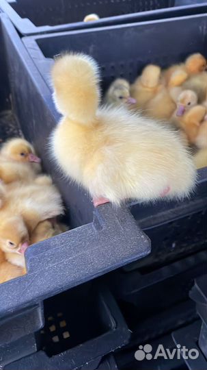 Гусята суточные