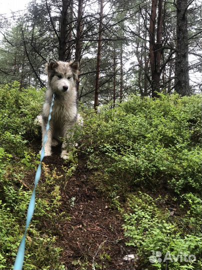 Собака маламут