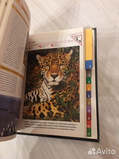 Альбом с карточками «В мире дикой природы»