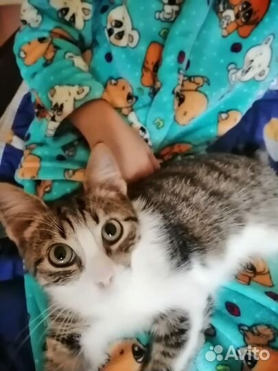 Котенок подросток