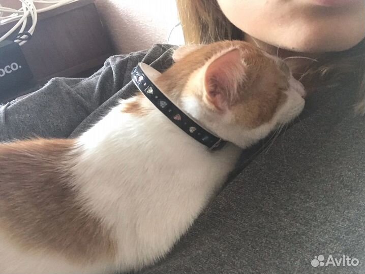 Кошка в дар бесплатно