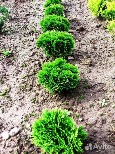 Туи, можжевельники, ели саженцы