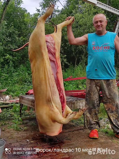 Поросята Дюрок и Дюрок/ландрас