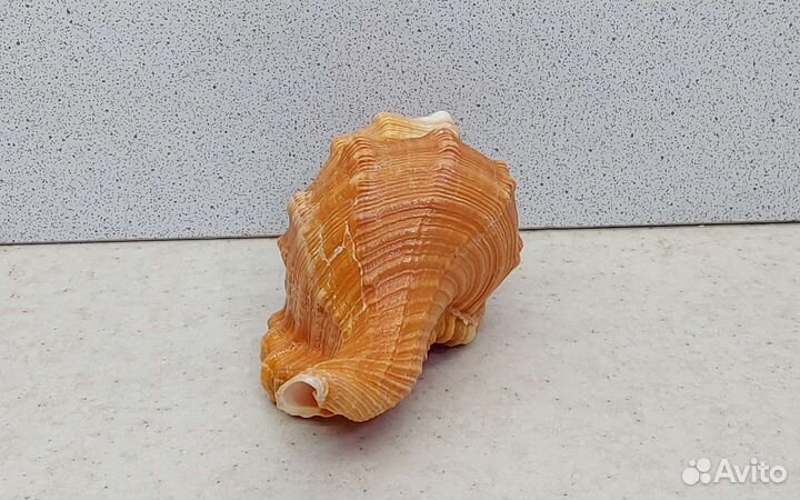 Циматиум Пурам 10,4 морская ракушка раковина