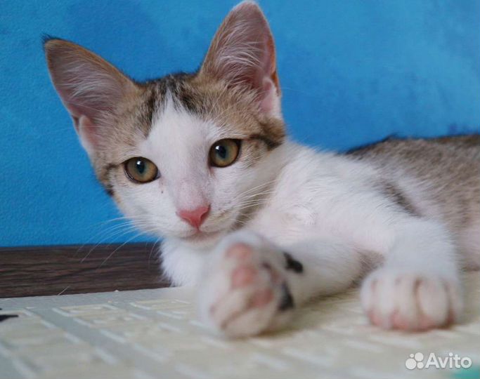 Привитый котенок Бублик.,3 месяца