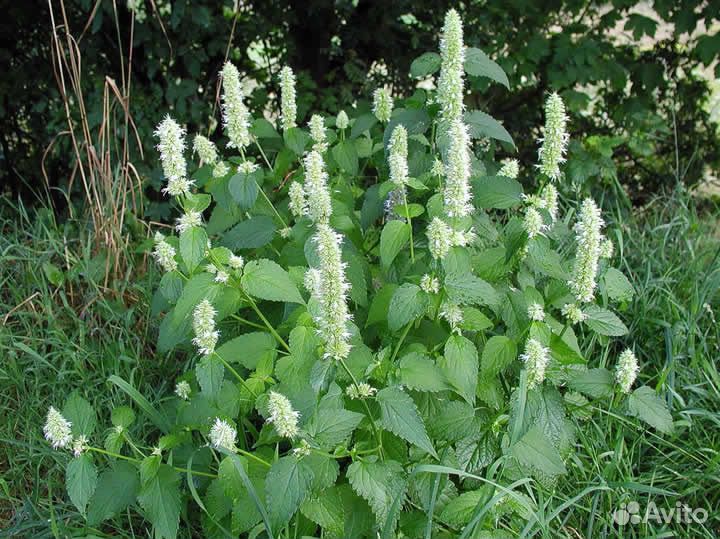 Лофант анисовый (Семена)