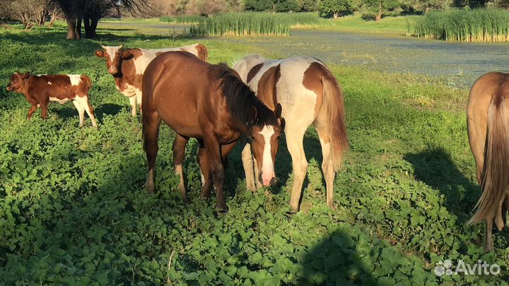 Жеребята 2022