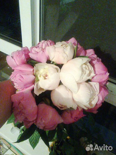 Пионы букет