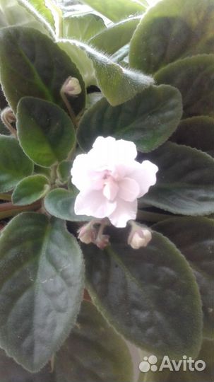 Фиалки,фикусы, мандарин,апельсин