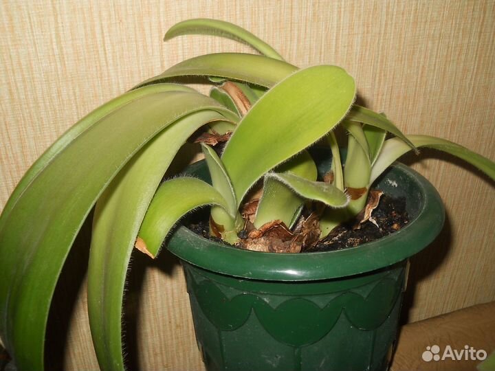 Комнатные цветы