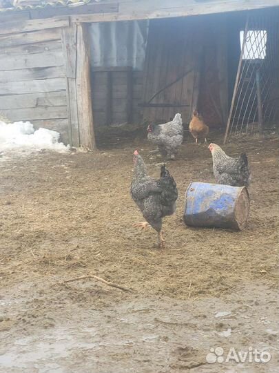 Петух молодые