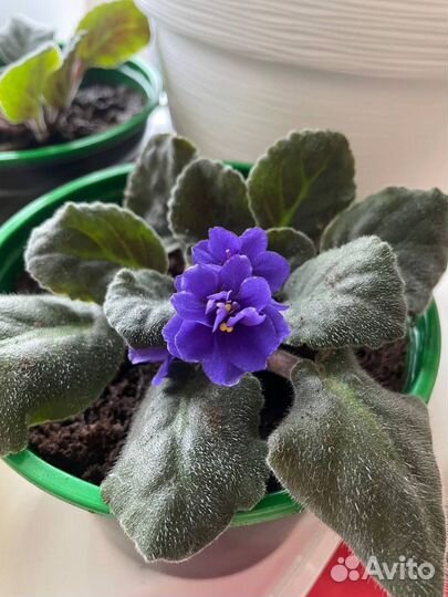 Фиалка в горшках