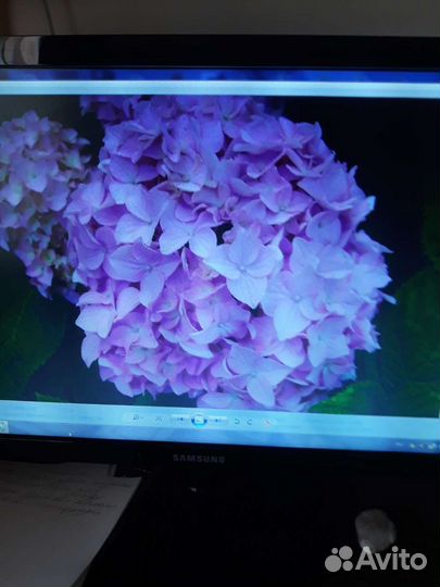 Гортензии крупнолистные