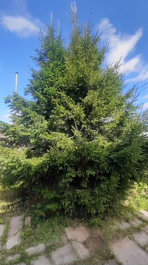 Дача 60 м² на участке 5 сот.