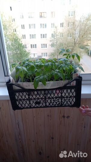 Рассада помидор
