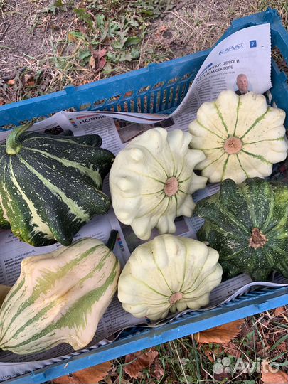 Тыква декоративная